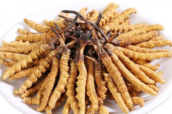Có mấy loại đông trùng hạ thảo?