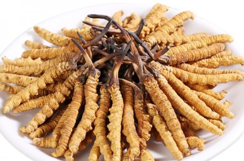 Có mấy loại đông trùng hạ thảo?